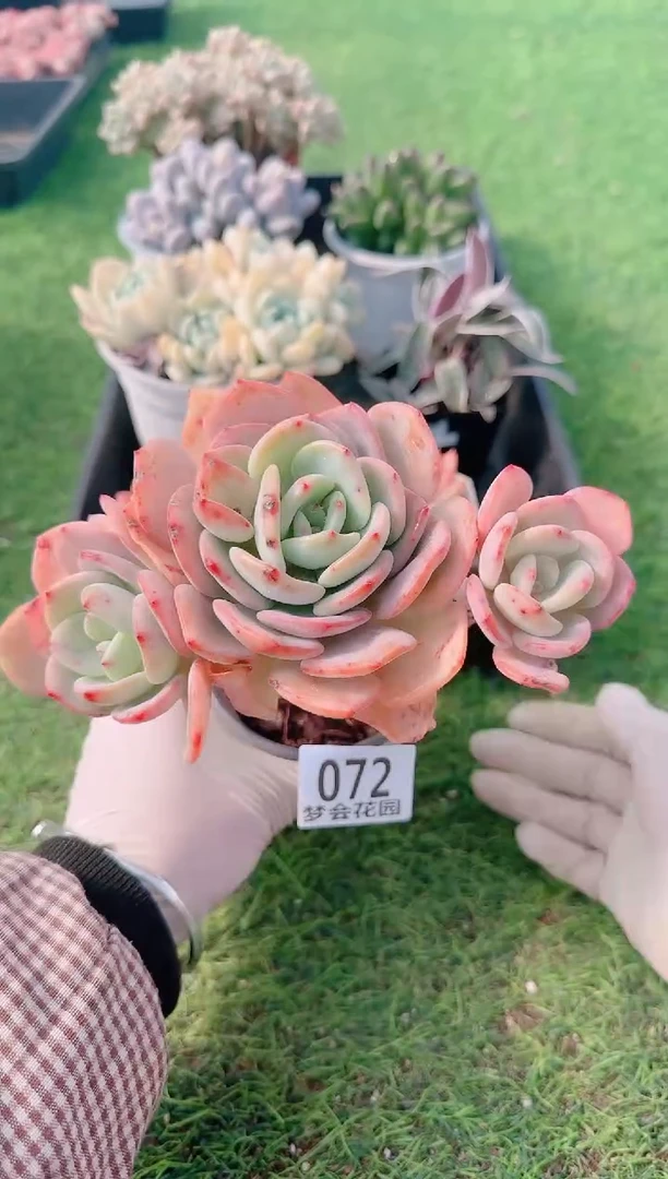 【闪购商品】梦会多肉一物一拍