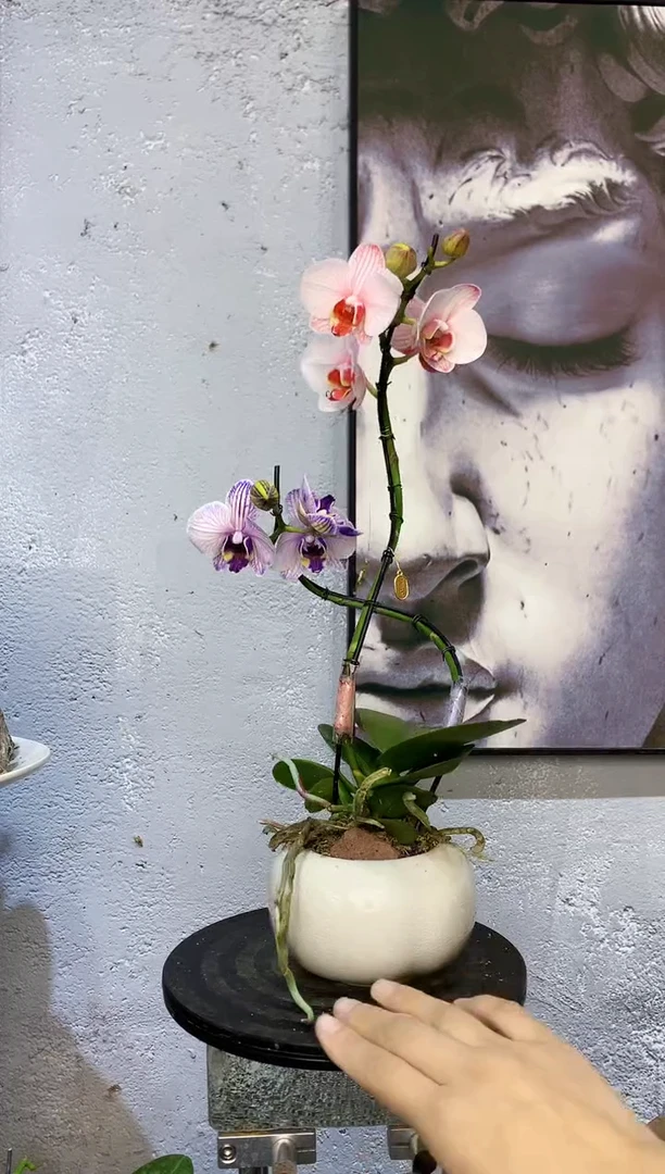 大部分花苞少量开放123植物杂货店，来淘宝吧