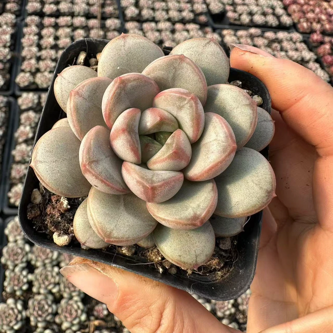 7#葡萄多肉植物  前男友精品多肉