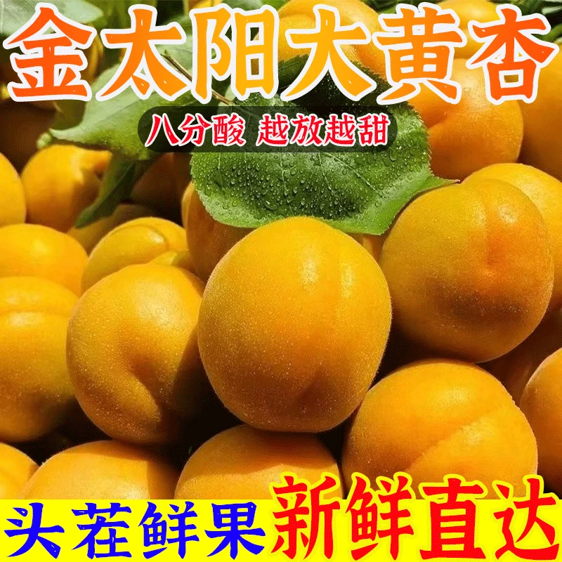 【2025果园直发】大黄杏酸甜久放甜新鲜孕妇水果 坏果包赔大小混发