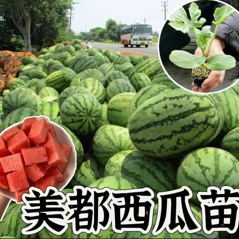 美都无籽西瓜秧苗原种苗带原土秧苗地栽盆栽种植苗高产苗