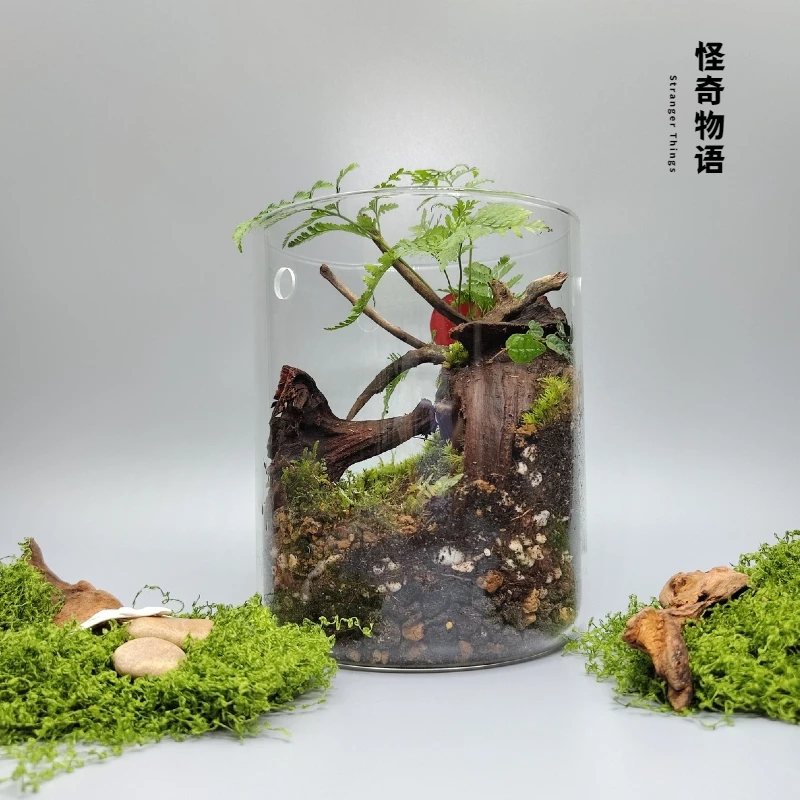 怪奇物语苔藓造景集露瓶露集杯桌面生态微景观地衣虎耳草创意礼物
