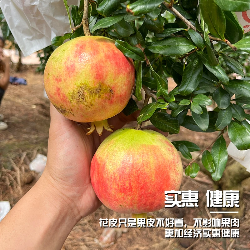 【软籽石榴】正宗四川会理突尼斯软籽石榴5/9斤爆甜多汁应季水果