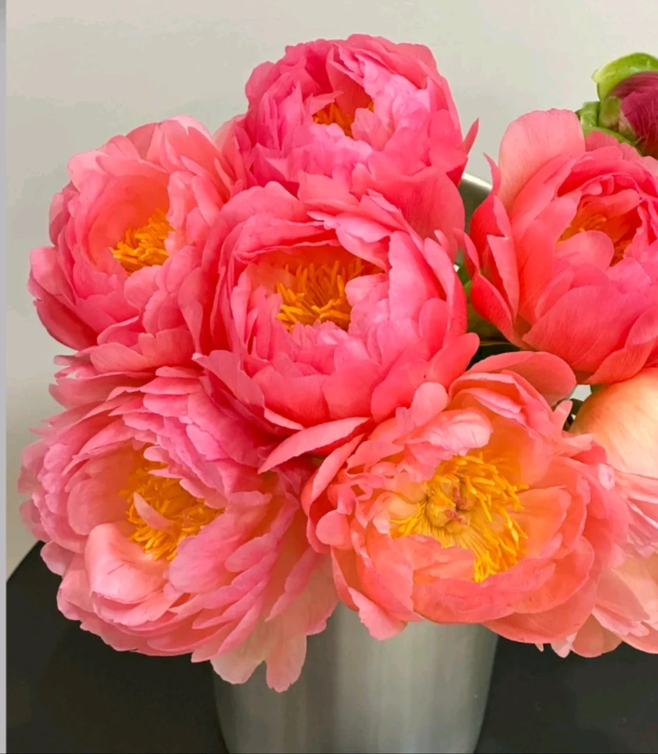 高级进口a+级【落日珊瑚】5支山东直发顺丰发货