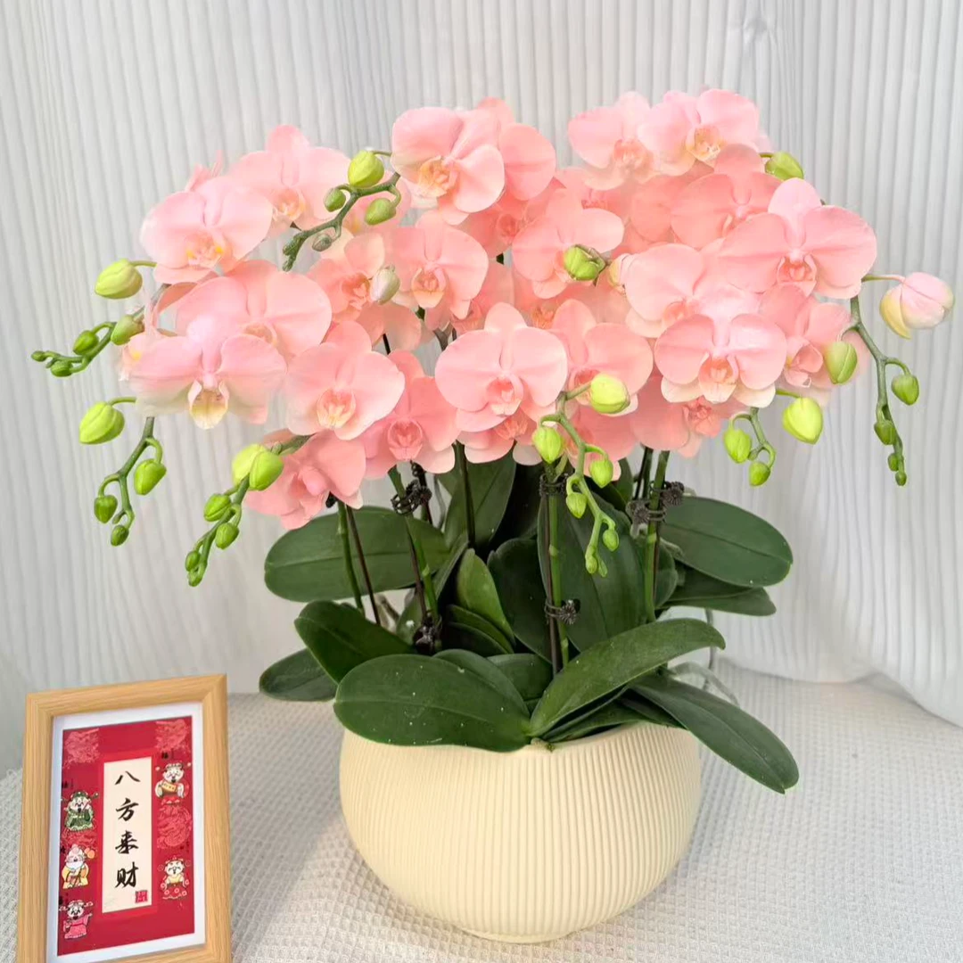 春意漫屋《火烈鸟》粉色系蝴蝶兰送人送礼上色工艺介意勿拍基地直发