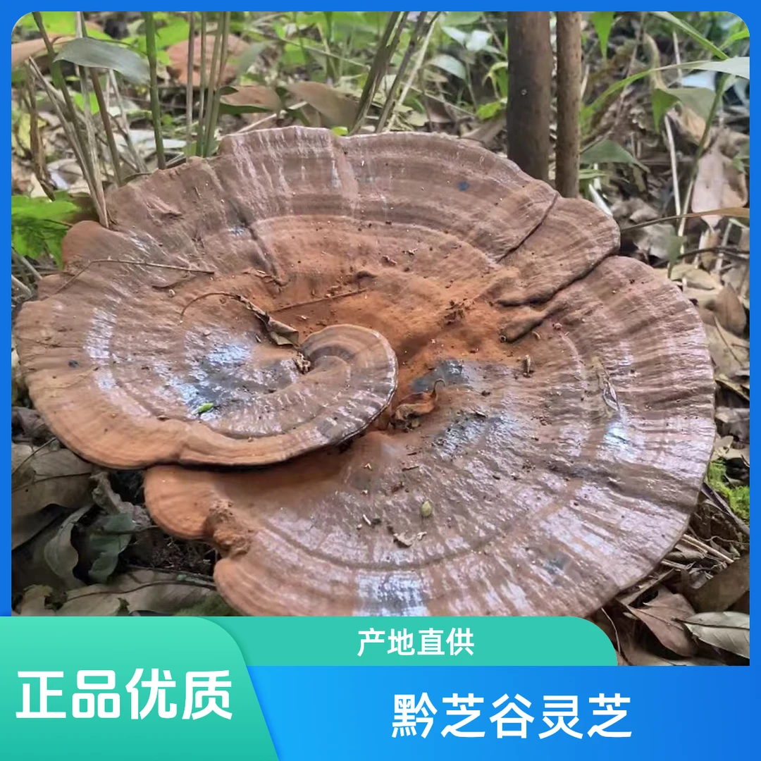 贵州黔芝谷深山灵芝整朵紫灵芝大货芝含孢子粉煮水煲汤泡酒