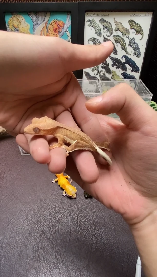 睫角守宫 鳞与尾 Scale Tail 爬宠隐缺黄莉莉