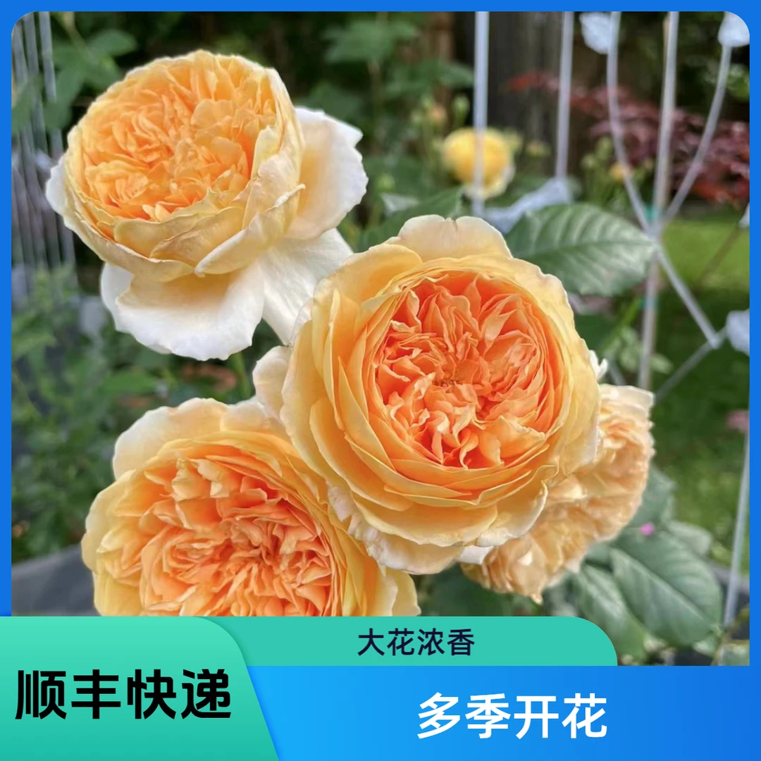 【顺丰包邮】玛格丽特王妃爬藤月季花期多季节重复开花大花品种浓香