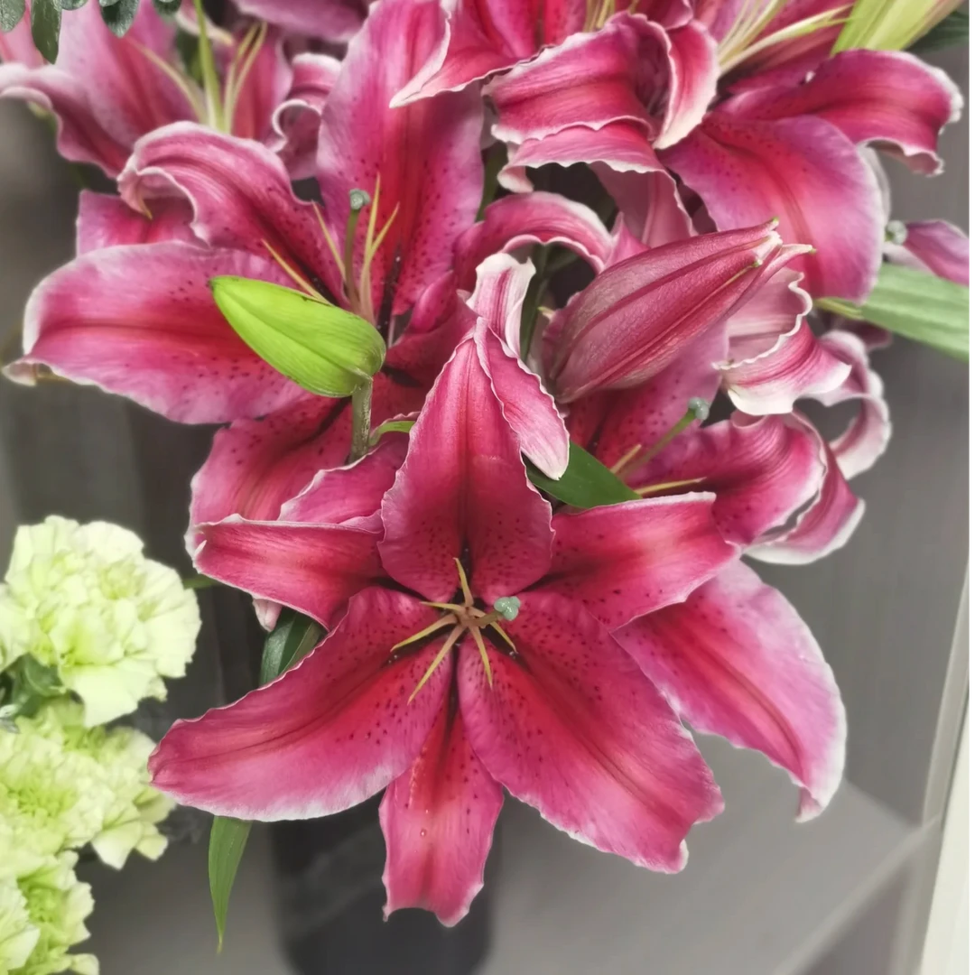 【大聪明卖花】查特维尔香水百合-任意2单鲜花包邮发货后不支持退款