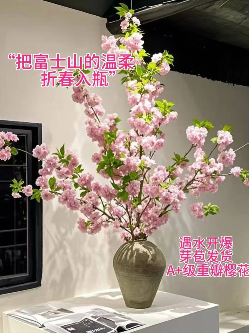 （A级）樱花鲜切支带花苞发货水养鲜花·春季限定高级花材