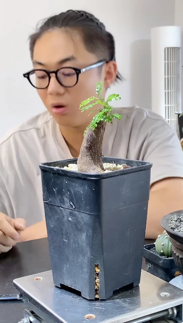 根插象足漆树  送盆不退不换介意勿拍