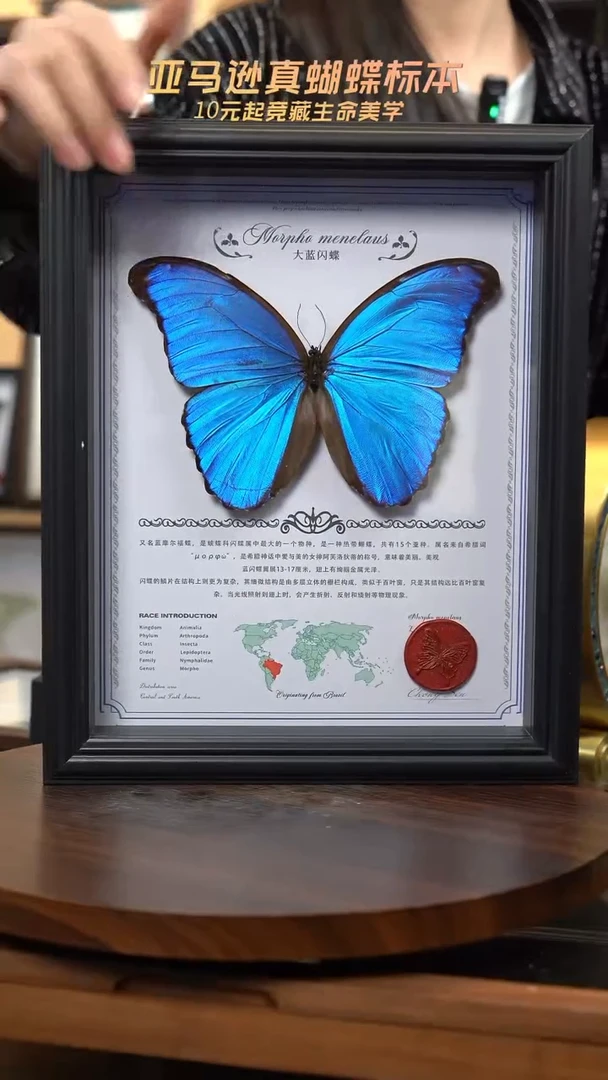 微瑕蝴蝶标本摆件一口价b165