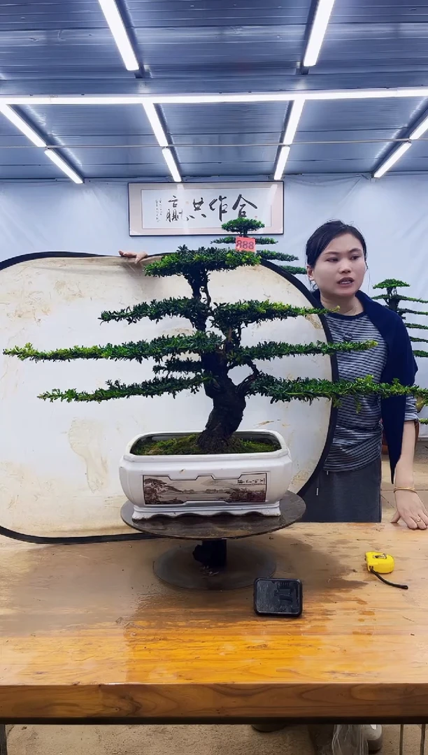 无花朵一物一拍，所见即所得