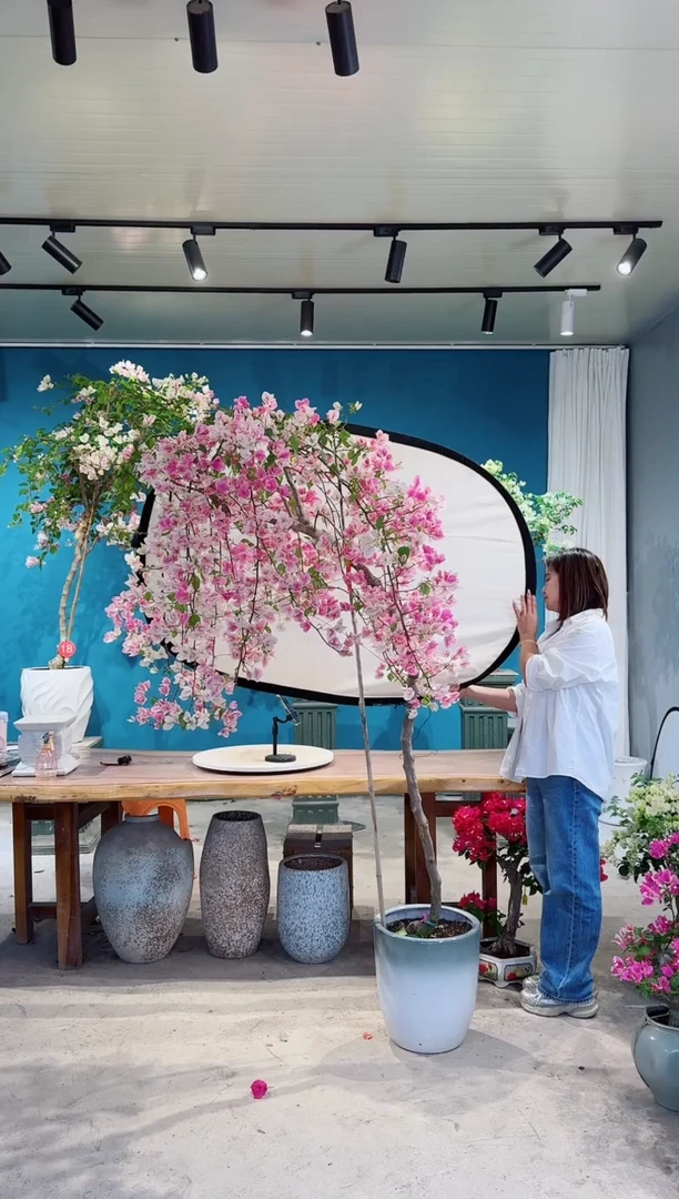 全部花朵希****️漳红樱三角梅