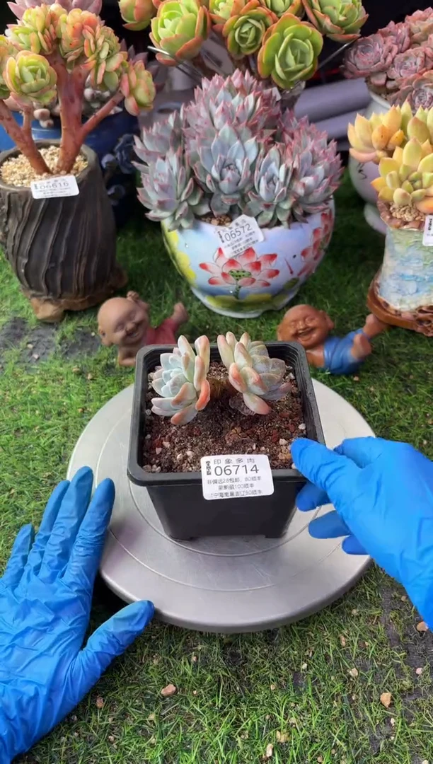 昆明印象多肉06714