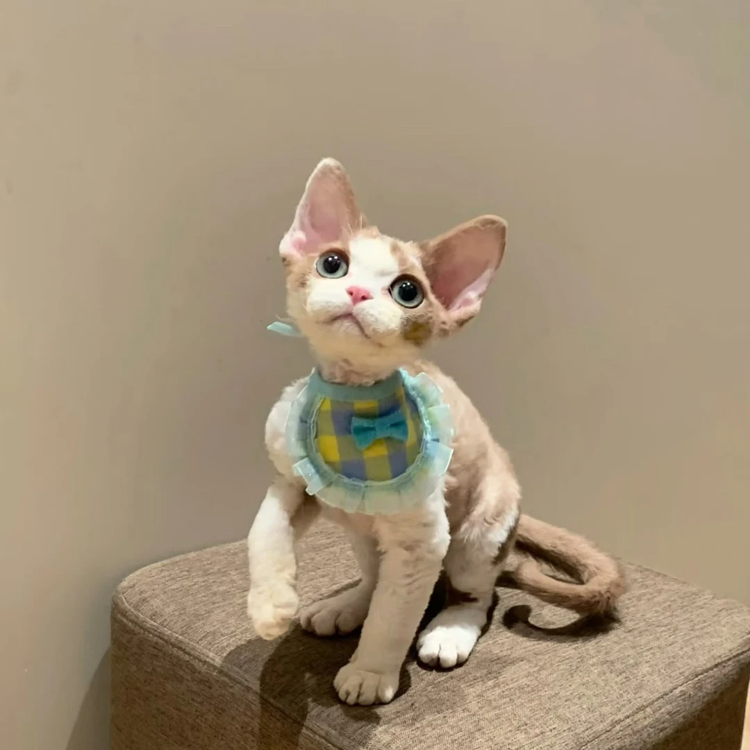 『星美喵喵』 猫猫活体链接