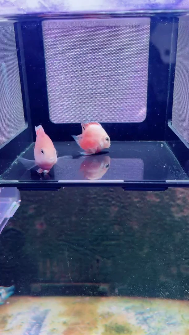 鹦鹉鱼12121212322123132123132123132