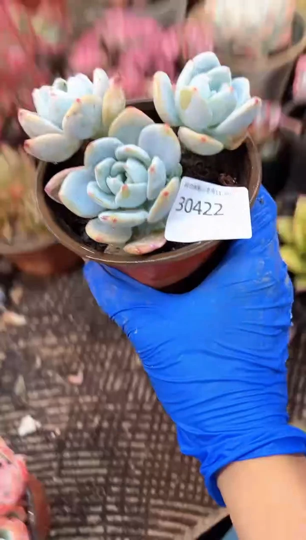 好**生多肉植物一物一拍30422