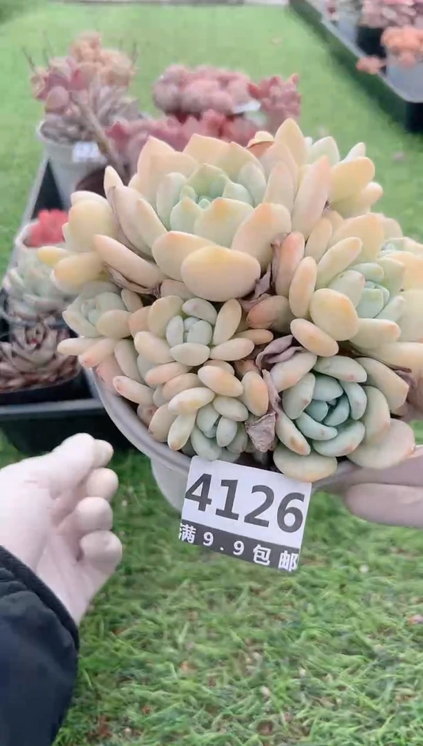 【闪购商品】信福多肉一物一拍