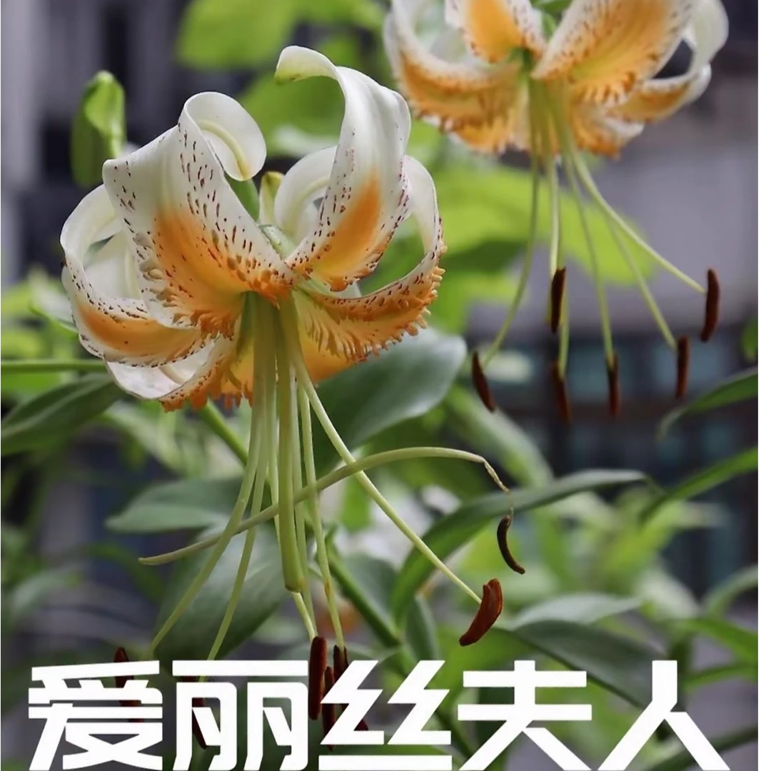 《庭院系列》进口种球多款大花百合种球耐低温庭院阳台种多年生