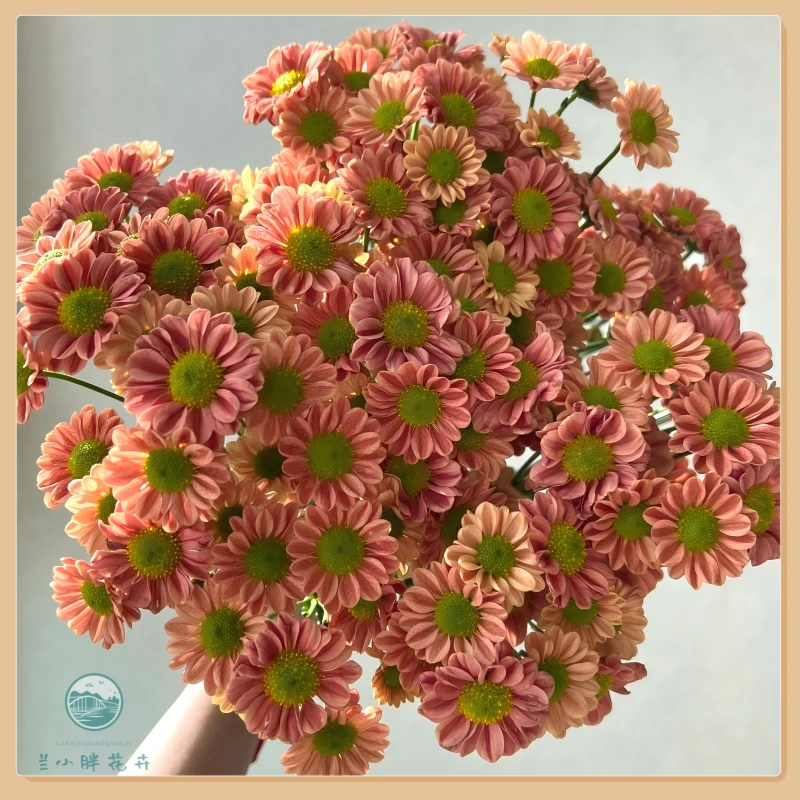 【兰小胖】A级精选小菊-吉姆橙10枝装 超长花期 顺丰包邮 赠送保温