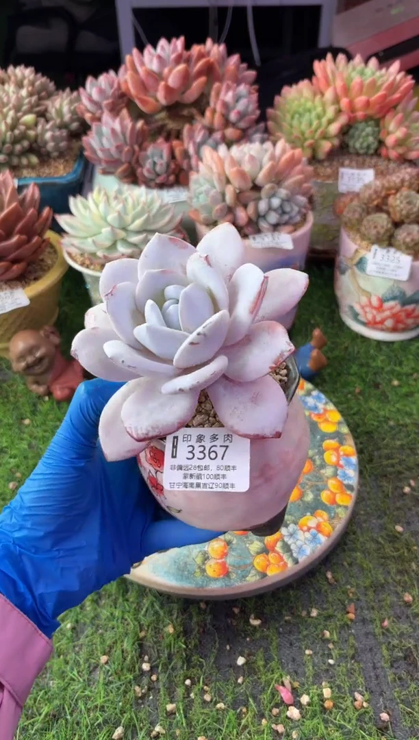 昆明印象多肉3367