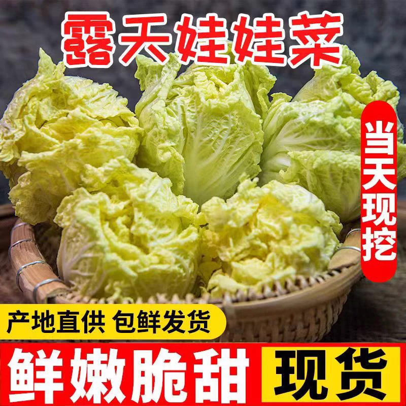 【高原娃娃菜】云南露天自种高山小娃娃菜黄心新鲜时令蔬菜火锅