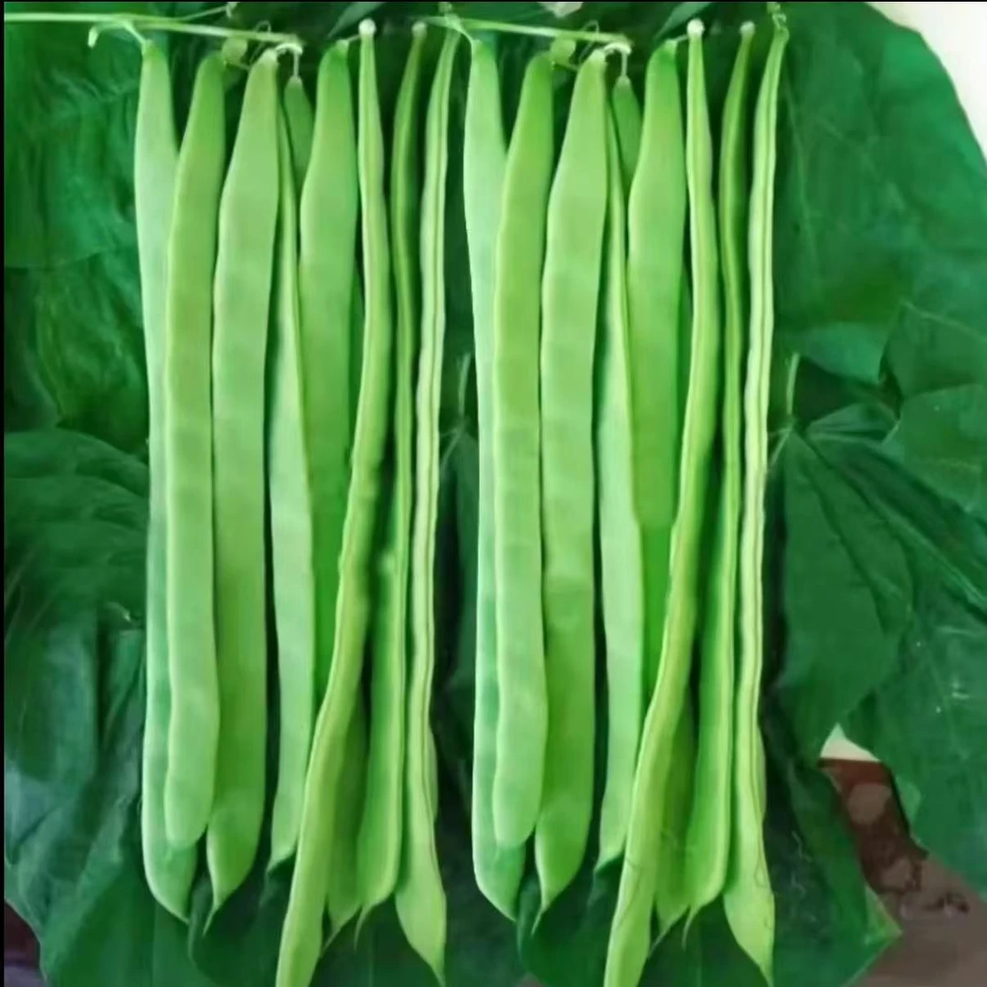 【三扁豆角种子】三扁豆角种子四季种植盆栽地栽