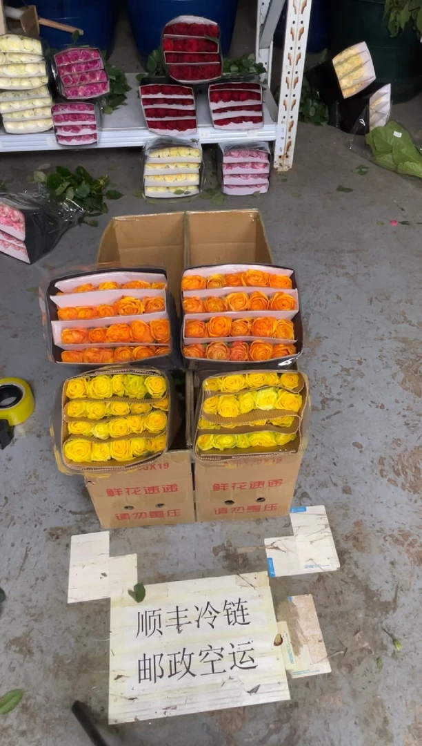 月光漫步20枝+辉煌20枝