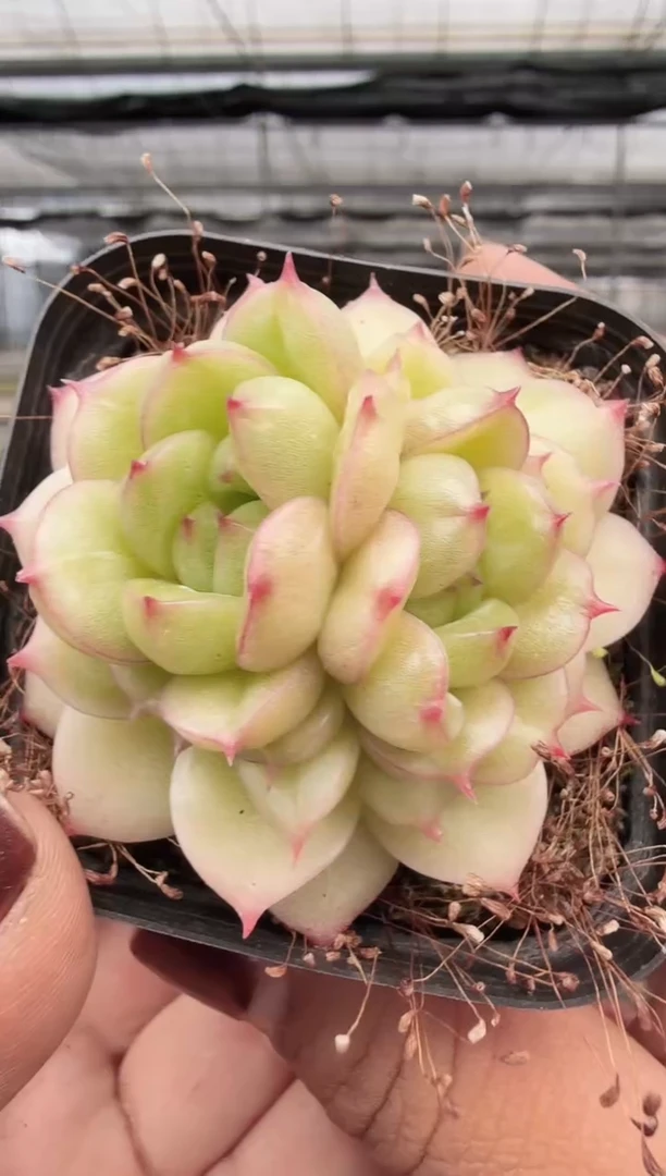 东云多肉园新款-308