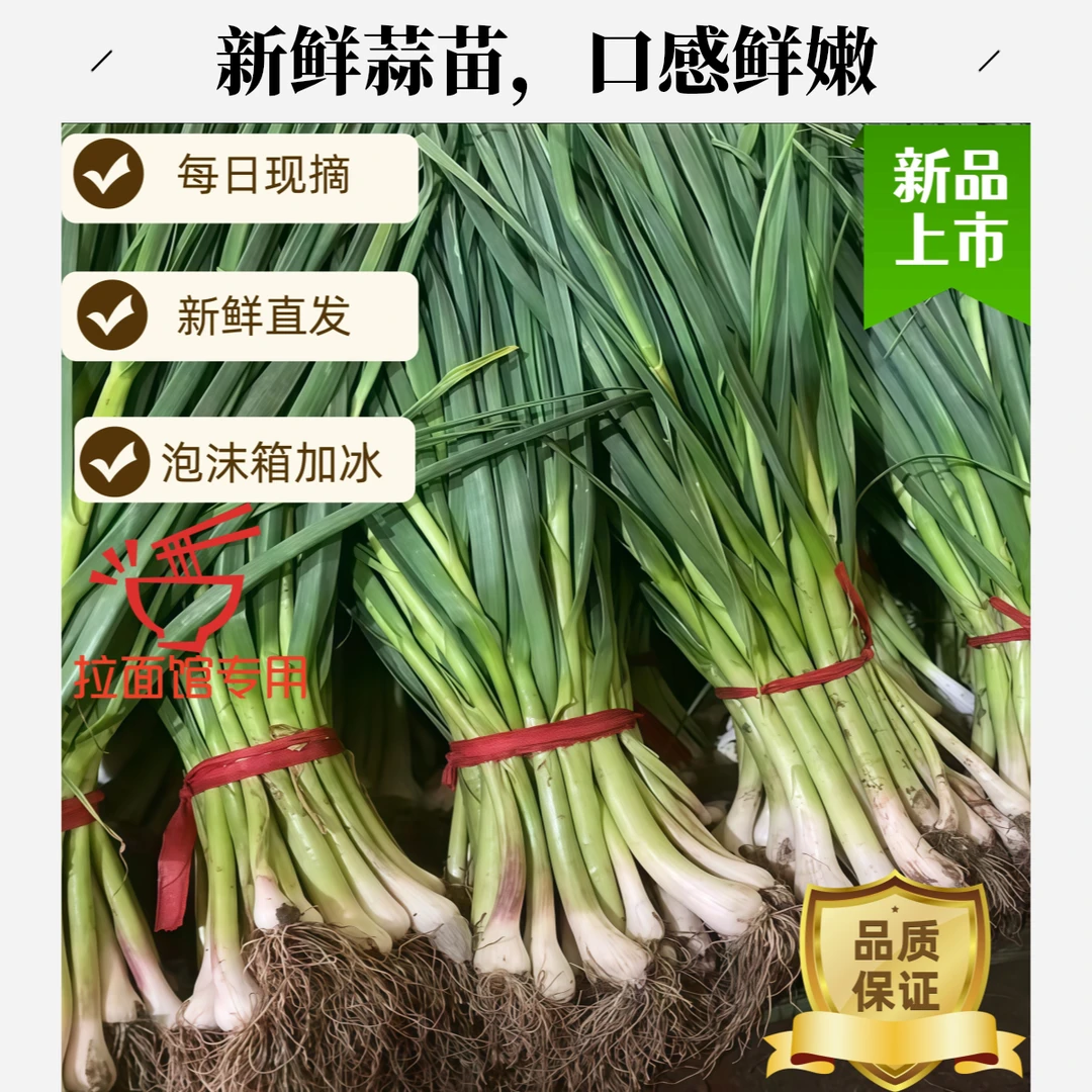 甘肃临洮蒜苗每日现摘拉面馆专用