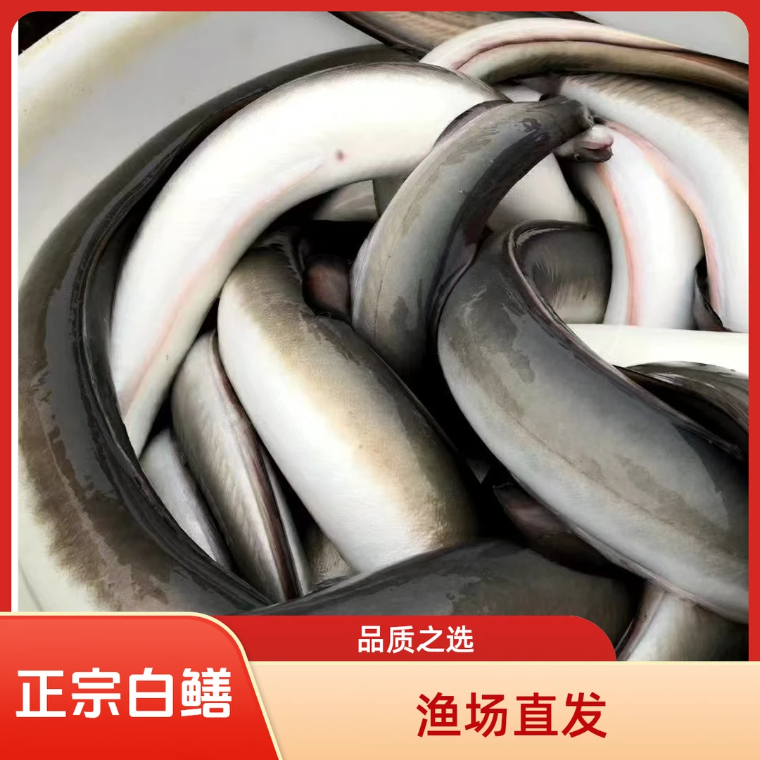 鳗鱼 白鳗鱼 河鳗鱼 鲡鳗 美洲鳗 欧鳗 黑耳鳗鱼 超大半斤鳗鱼