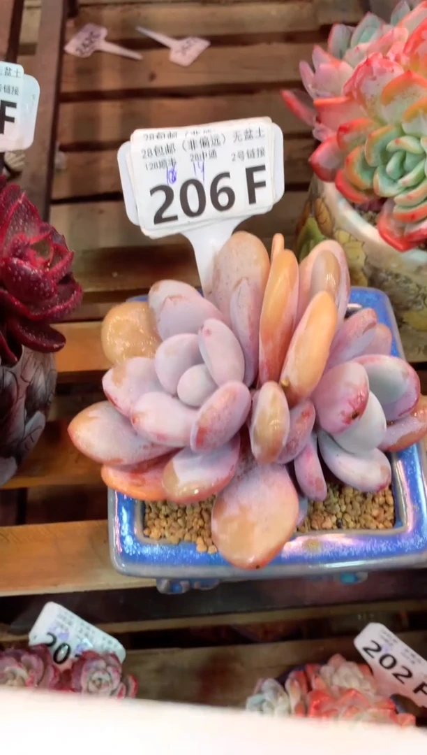 206F（一物一拍，精品多肉，w所见即所得 ）