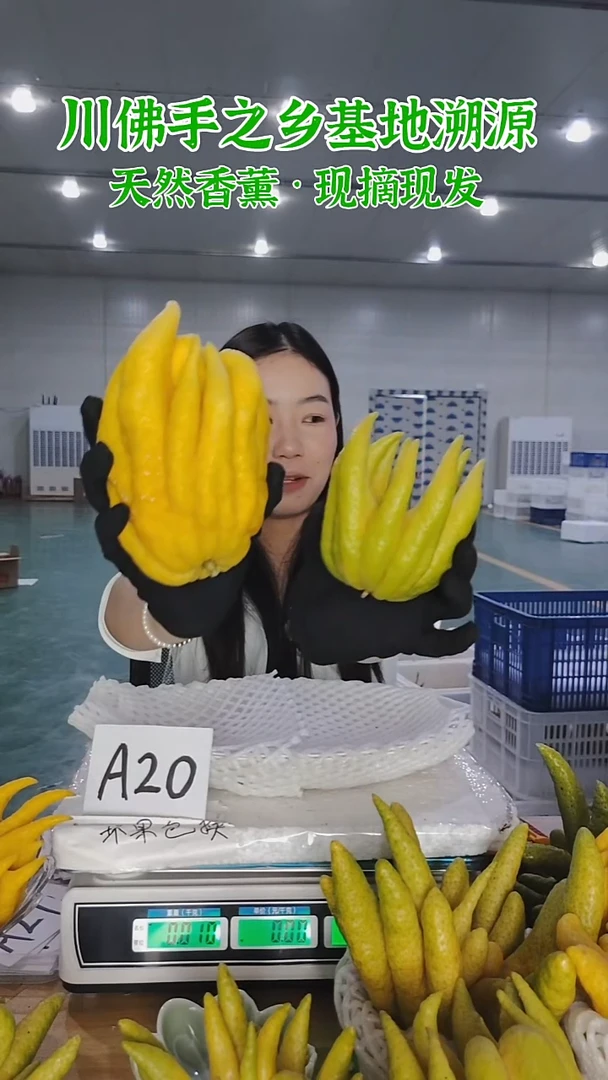 柑橘【一物一拍】川佛手柑鲜果A20