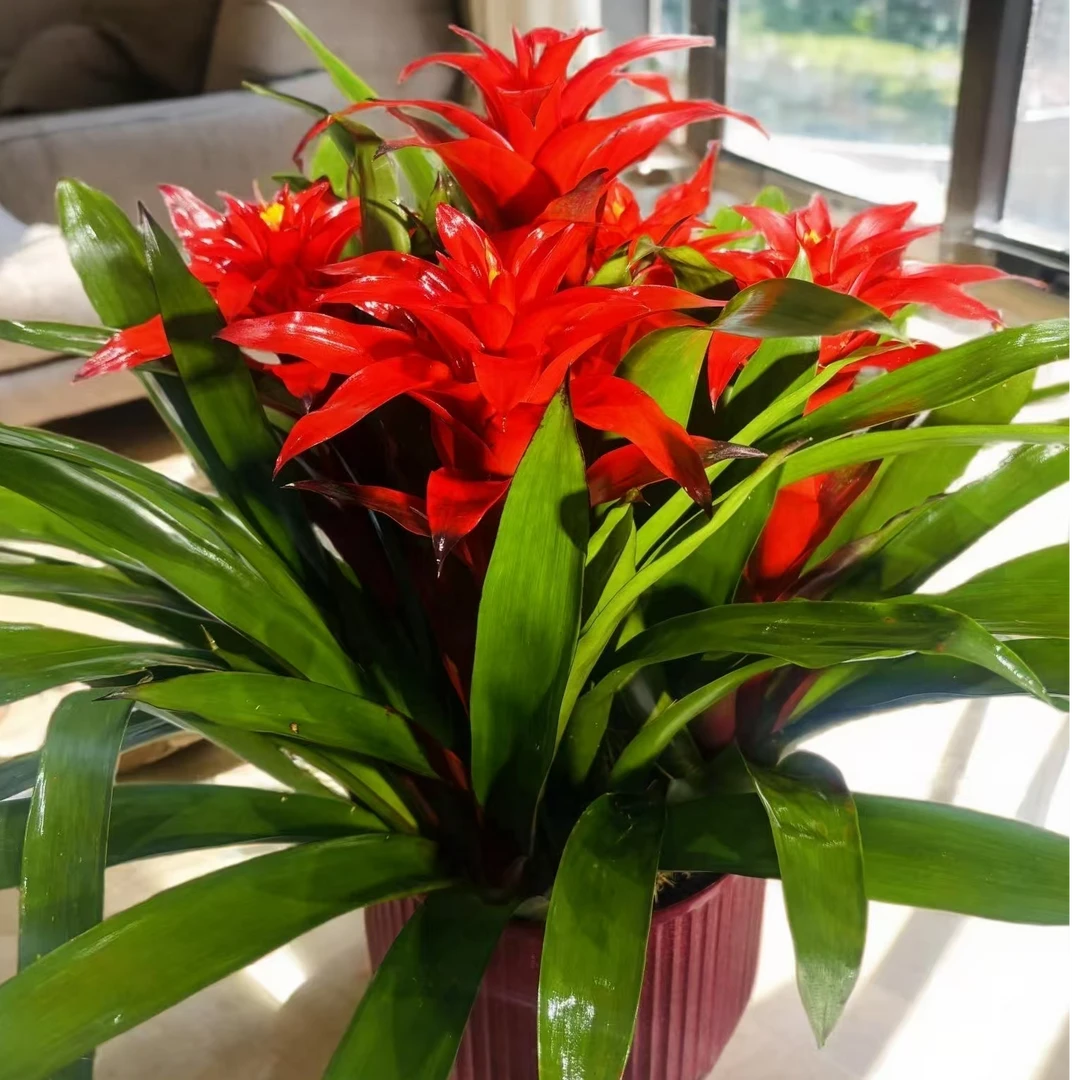 鸿运当头凤梨绿植室内客厅好养四季开花鲜活盆栽