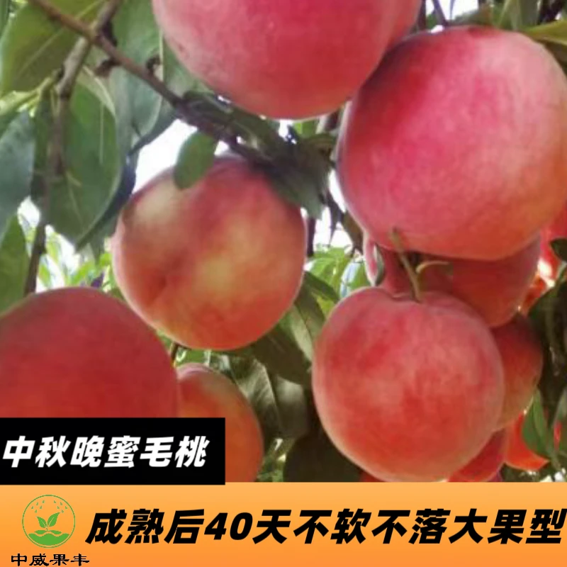 中秋晚蜜9月上中旬成熟    可延长至中秋节上市  货架期长桃树苗