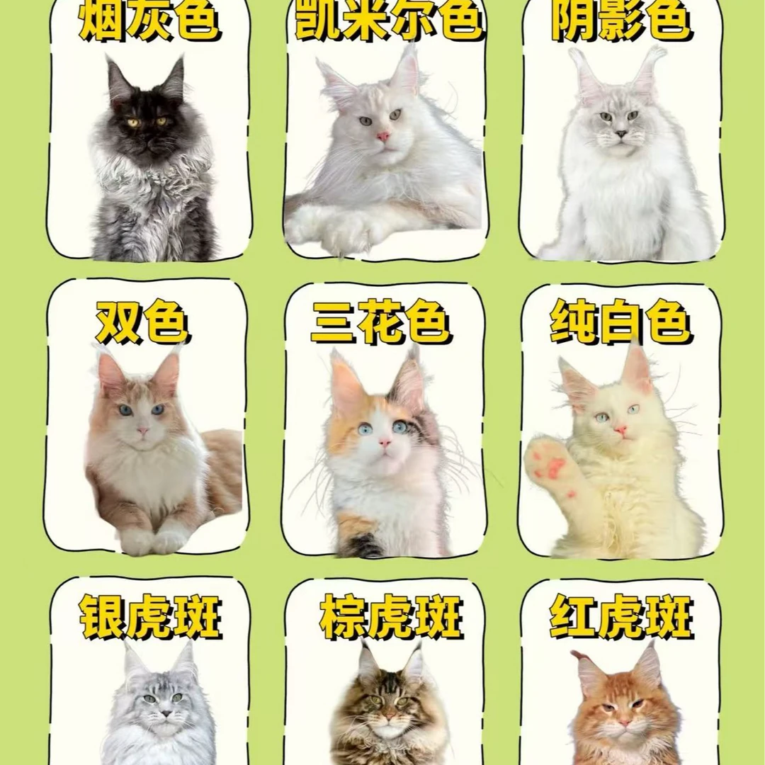 （九命开运官家）猫猫活体