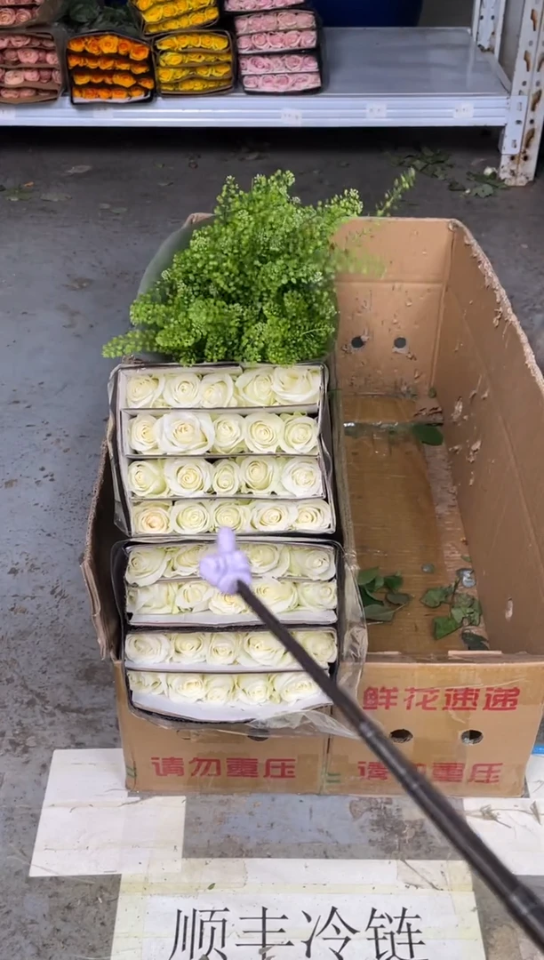 骄傲60枝 +绿林草