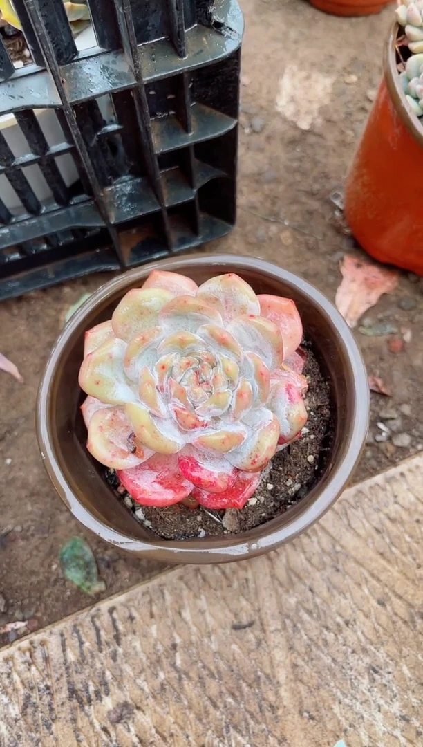 用****海多肉植物一物一拍27131