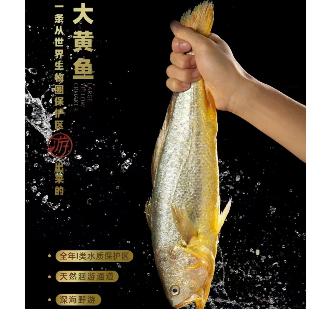 【南麂岛】温州特产野生态现捕现捞大黄鱼码头直发黄花鱼礼盒包装
