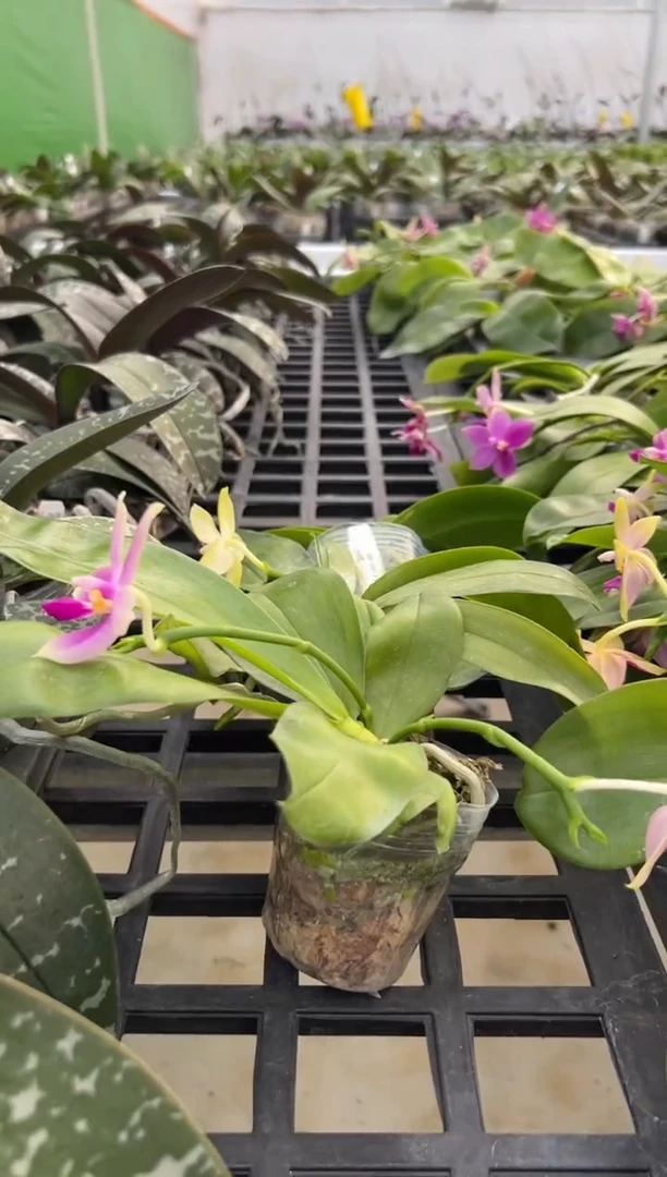 完全开放白贝交绿手指+香奈儿+红荧光交米库氏（2.5）轻微叶瑕