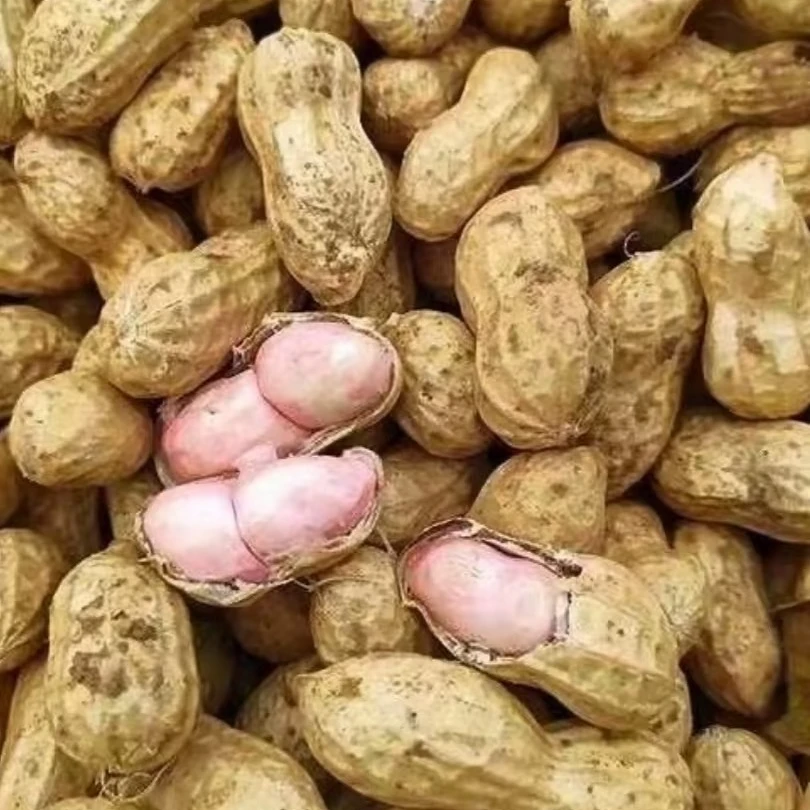 2025新鲜现挖花生带壳粉皮农家自种水煮可生吃新鲜湿带泥生花生