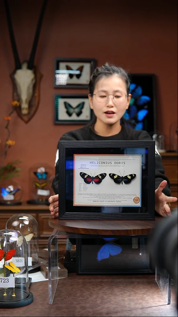 海神袖红蓝组合    常规