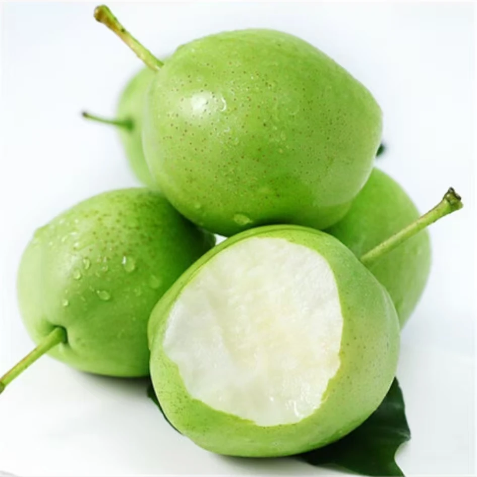 甘肃武威早酥梨新鲜采摘（顺丰发货）