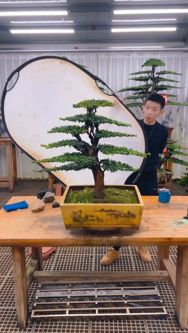 无花朵精品盆景直播间一物一拍