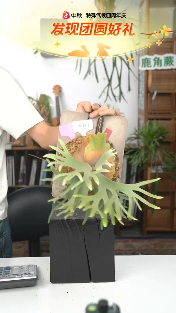 不开花植物A917-玉女孢子苗