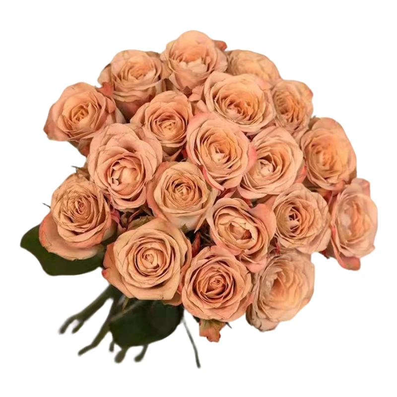 鲜花【单头卡布奇诺】家庭同地址两单京东或邮政送货上门+送1扎配草