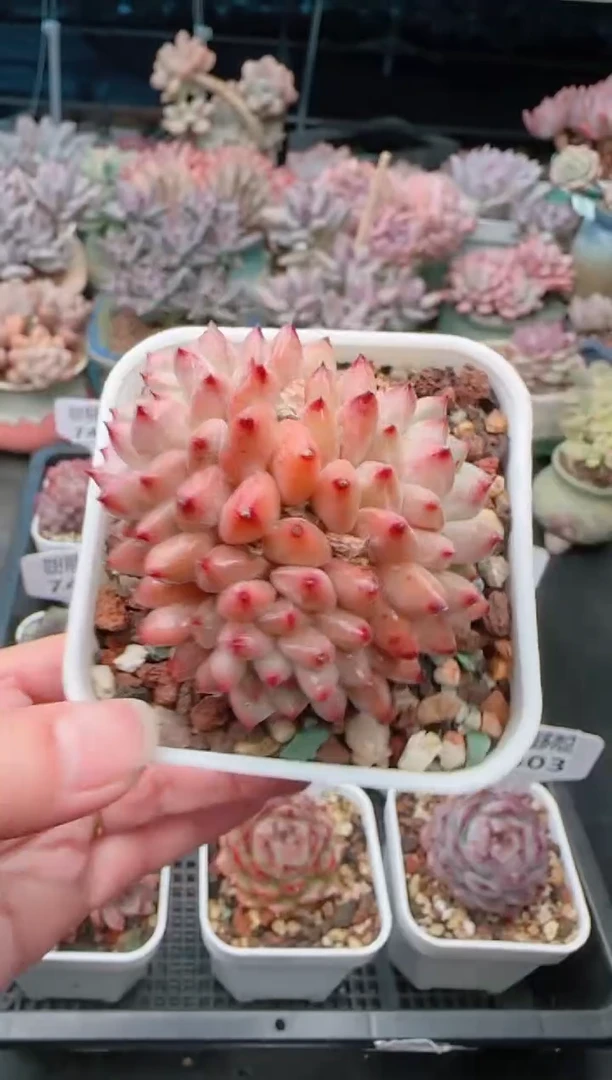 【闪购商品】7409坚果美人