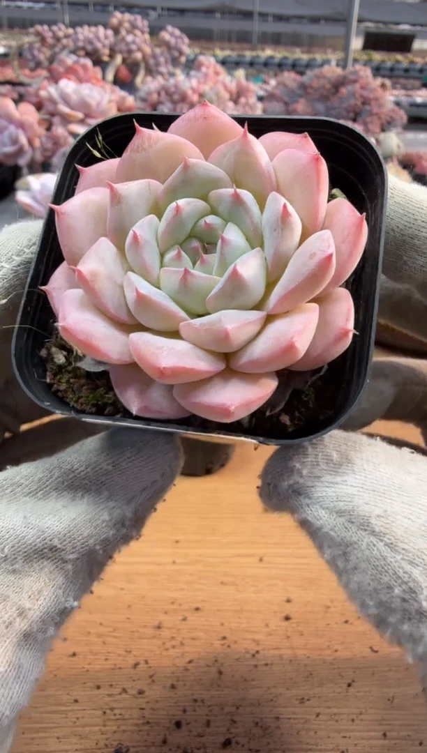 东云多肉园三店-37