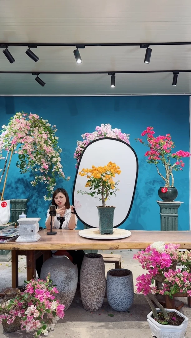 全部花朵金色光辉三角梅
